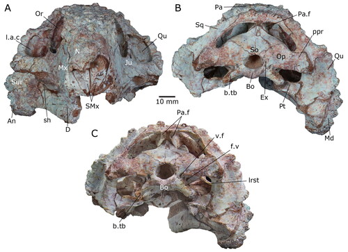 Figure 3. The holotype skull of Yechilacerta yingliangia gen. et sp. nov., YLSNHM01796, in (A) frontal, (B) occipital, and (C) oblique occipital views. Abbreviations: An, angular; b.tb, basal tubera; Bo, basioccipital; D, dentary; Ex, exoccipital; f.v, fenestra vestibuli; Ju, jugal; l.a.c, lateral adductor chamber; lrst, lateral opening of the recessus scalae tympani; Md, mandible; Mx, maxilla; N, nasal; Or, orbit; Pa, parietal; Pa.f, parietal foramen; ppr, paroccipital process; Pt, pterygoid; Qu, quadrate; sh, shelf; SMx, septomaxilla; So, supraoccipital; Sq, squamosal; Sur, surangular; v.f, vagus foramen.