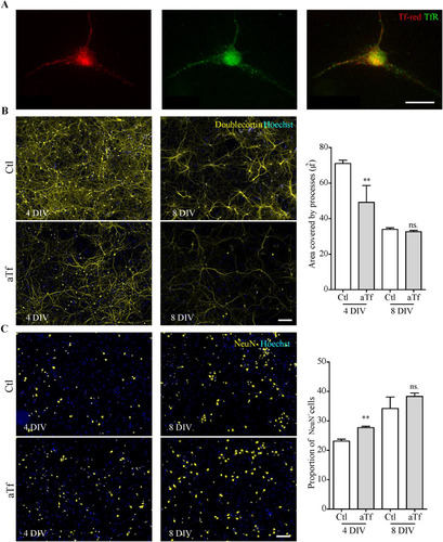 Figure 7 Tf treatment promotes neuronal differentiation in primary cultures of cortical neurons. (Panel A) Immunocytochemistry images of Tf-red incorporation by cortical neurons incubated with Tf-red (100 mg/ml, red) for 15 min. TfR is stained in green. (Panel B) Immunocytochemistry images of cortical neurons stained with immature neuronal marker DCX (yellow) and quantitation of DCX area after 4 and 8 days of treatment. (Panel C) Immunocytochemistry images of cortical neurons stained with mature neuronal marker NeuN (red) and quantitation of NeuN+ cells after 4 and 8 days of treatment. Scale bars represent 10 µmin A and 30 µm for all images in panels Band C. Bars in B and C represent the mean  ±  SEM for three independent experiments using Student’s t-test. **p < 0.01, ns = non-significant. Symbols above bars indicate significance compared to corresponding control. Note. aTf = human apoTransferrin; Ctl = control; DCX = doublecortin; TfR = transferrin receptor; Tf-red = Human transferrin-Texas Red.