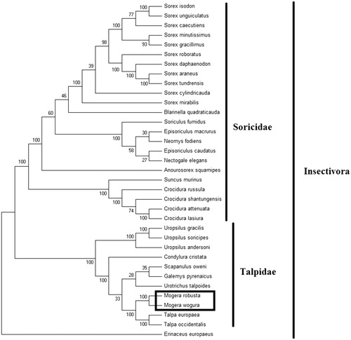 Figure 1. Phylogenetic tree generated using the Maximum Parsimony method based on complete mitochondrial genomes. Crocidura lasiura (KR007669), Crocidura shantungensis (JX968507), Crocidura attenuata (KP120863), Crocidura russula (AY769264), Episoriculus macrurus (KU246040), Episoriculus caudatus (KM503097), Neomys fodiens (KM092492), Nectogale elegans (KC503902), Anourosorex squamipes (KJ545899), Blarinella quadraticauda (KJ131179), Suncus murinus (KJ920198), Soriculus fumidus (AF348081), Sorex araneus (KT210896), Sorex cylindricauda (KF696672), Sorex unguiculatus (AB061527), Sorex tundrensis (KM067275), Sorex caecutiens (MF374796), Sorex roboratus (KY930906), Sorex isodon (MG983792), Sorex gracillimus (MF426913), Sorex mirabilis (MF438265), Sorex daphaenodon (MK110676), Sorex minutissimus (MH823669), Talpa europaea (Y19192), Urotrichus talpoides (AB099483), Uropsilus soricipes (JQ658979), Uropsilus gracilis (KM379136), Mogera wogura (AB099482), Mogera robusta (MK431828), Condylura cristata (KU144678), Galemys pyrenaicus (AY833419), Scapanulus oweni (KM506754), Talpa occidentalis (MF958963), Uropsilus andersoni (MF280389), and Erinaceus europaeus (NC002080).
