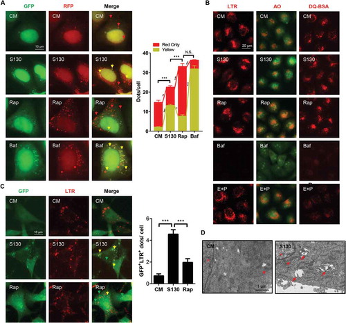 Figure 4. S130 accumulates lipidated LC3 in autolysosomes. (A) HEK293A cells expressing GFP-RFP-LC3 were treated with S130 (10 μM) and Rap (1 μM) for 6 h. The colocalization of GFP and RFP puncta was examined and quantified. (B) HeLa cells were treated with S130 (10 μM) or Baf (0.5 μM) for 4 h, followed by staining with LysoTracker Red (LTR, 50 ng/ml) or acridine orange (AO, 0.5 μg/ml) for 30 min. For the DQ-BSA assay, HeLa cells were pre-incubated with DQ-BSA (10 μg/ml) for 1.5 h and then treated with S130 (10 μM) or Baf (0.5 μM) for 4 h. Fluorescence images of live cells were recorded without fixation. (C) LTR staining of MEF cells expressing GFP-LC3 treated as (B), the colocalization of GFP and LTR was measured and quantified. (D) Representative images of transmission electron microscopy (TEM) depicting ultrastructure of HeLa cells treated with or without S130 (10 μM) for 6 h. Data are presented as mean ± SEM from 3 individual experiments. ***P < 0.001. Green arrows indicate GFP- or LC3-positive structure, yellow arrows indicate the colocalization of GFP and RFP, or LTR (red), red arrows indicate normal autolysosome structures.