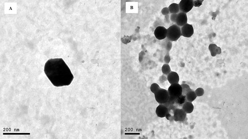 Figure 2. Transmission electron micrographs of the optimized formulation (OEEPC).