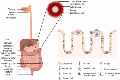 Figure 3. Anatomy and histology of the human gastrointestinal tract. Created with BioRender.com.