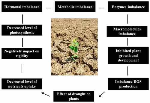 Figure 1. Drought stress significantly suppresses plant growth and development
