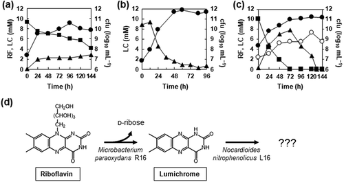 Figure 4. Riboflavin and lumichrome degradation by M. paraoxydans R16 and N. nitrophenolicus L16.