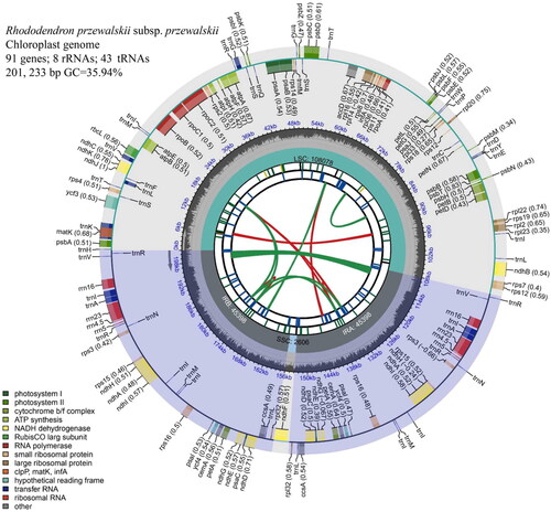 Figure 2. Annotated map of the circular chloroplast genome of R. przewalskii subsp. przewalskii. The genes inside the circles are transcribed clockwise and those outside are transcribed counterclockwise. The dark gray in the inner circle shows GC content, while the light gray shows a + T content (the dashed area in the inner circle indicates the content of the GC chloroplast genome). The legend identifies genes with different functions.