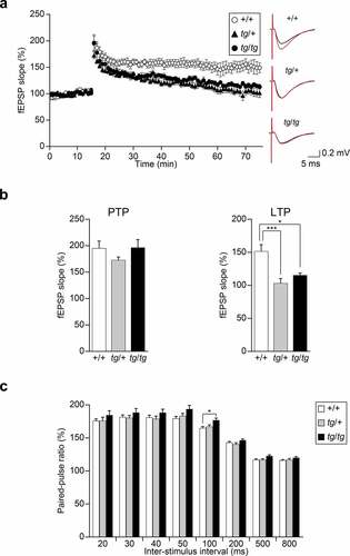 Figure 4. Hippocampal synaptic plasticity recorded by the MED system at the Schaffer collateral–CAl synapses in tg/+ and tg/tg mice. (a) Field potentials were recorded from the CA1 region of hippocampal slices of +/+, tg/+, and tg/tg mice. LTP was induced by theta burst conditioning stimulation. Averaged time courses of normalized fEPSP slopes are plotted (n = 6 slices from five mice for +/+, n = 7 slices from five mice for tg/+, and n = 6 slices from four mice for tg/tg). The inset traces show fEPSP at baseline (black) and LTP (red) in +/+ (upper), tg/+ (middle), and tg/tg (lower) mice. (b) Comparison of normalized fEPSP slopes at 1 min (PTP) and the last 10 min (LTP) after theta burst conditioning stimulation recorded from the CA1 regions of hippocampal slices in tg/tg, tg/+, and +/+ mice. *p < 0.05 and ***p < 0.005. (c) PPF induced by paired stimuli with 20, 30, 40, 50, 100, 200, 500, and 800 ms pulse intervals from the CA1 regions of hippocampal slices (n = 10 slices from three mice for +/+, n = 8 slices from three mice for tg/+, and n = 9 slices from three mice for tg/tg). The paired-pulse ratio was expressed by the ratio of the second fEPSP slope to the first fEPSP slope. *p < 0.05. Data represent the mean ± SEM or mean + SEM.