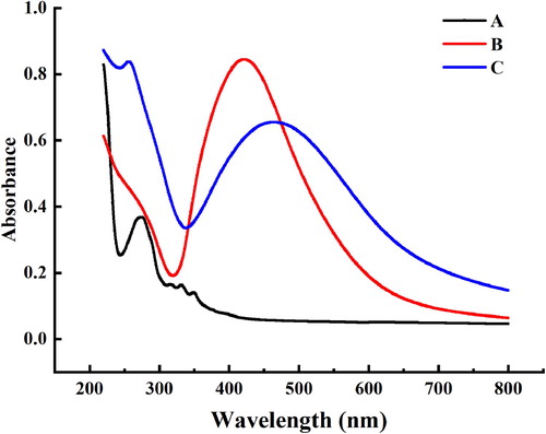 Figure 10. UV – vis spectra of (A) antibacterial substances (lipopeptide); (B) pure AgNPs; (C) AgNPs with enhanced antibacterial properties.