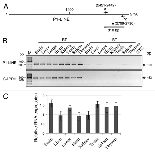 Figure 4. Expression of P1-LINE RNA in adult rat tissues by RT-PCR. RNA expression of P1-LINE in eight different tissues of adult rat was examined by RT-PCR. (A) P1 and P2 primers from the P1-LINE common region homologous to ORF2 generate a 310 bp amplicon. (B) Representative expression of P1-LINE RNA in eight different tissues. RT, reverse transcriptase; -RT, no RT negative control; NTC, no template (1st strand cDNA) negative control; GAPDH (452 bp), reference signal. (C) Relative RNA expression (P1-LINE RNA /GAPDH mRNA) by densitometric quantitation of the results from four individual rats.
