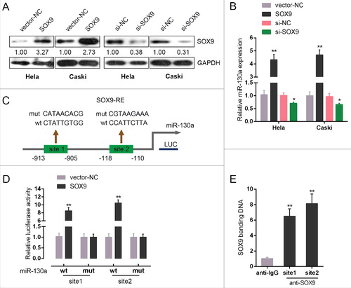 Figure 4. SOX9 direct binding to the promoter of miR-130a to regulate its expression (A) si-SOX9 or SOX9 vector was transfected into HeLa and CaSki cells to achieve SOX9 expression, as verified using Western blot assays. (B) miR-130a expression in the indicated cells was determined using real-time PCR assays. (C) A schematic diagram of potential SOX9 binding element (two possible binding sites) in the promoter region of miR-130a predicted by Jaspar database. A wt-miR-130a promoter luciferase reporter vector and a mut-miR-130a promoter luciferase reporter vector were constructed. (D) The indicated vectors were co-transfected into HEK293 cells with SOX9 vector; the luciferase activity was determined. (E) The real-time ChIP assay showed that the level of SOX9 antibody binding to miR-130a promoter was much greater than that of IgG. The data are presented as mean ± SD of three independent experiments. *P<0.05, **P<0.01.