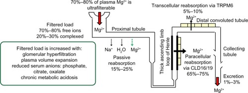 Figure 2 Kidney handling of magnesium.