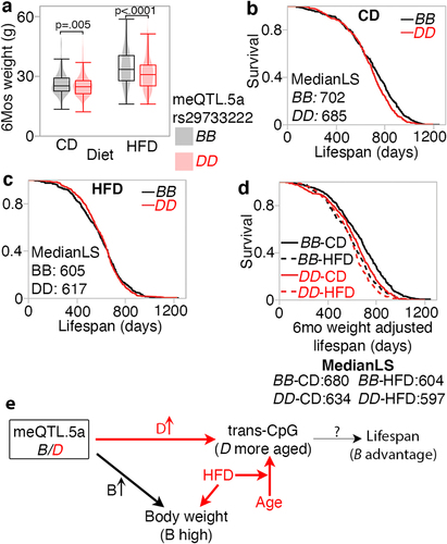 Figure 8. Pleiotropic influence on meQTL.5a on body weight at young age and lifespan (a) body weight at 6 months (mos) from a separate cohort of BXD mice show higher mean weight for strains with BB genotype in meQTL.5a for control diet (CD; 26 ± 6 g for BB; 25 ± 5 g for DD; pair-wise p < 0.004) and high fat (HFD; 34 ± 9 g for BB; 31 ± 8 g for DD; pair-wise p < 0.0001). Samples numbers: 383 BB and 503 DD for CD; 392 BB and 457 DD for HFD. (b) Kaplan-Meir survival plots by genotype at meQTL.5a for CD mice (399 BB and 510 DD). Median lifespan in days (MedianLS) for the genotypes shown (log-rank p = 0.008). (c) similar survival plot for HFD shows no significant difference between genotypes (402 BB and 462 DD). (d) Kaplan-Meir survival after adjusting lifespan for 6 mos weight. Adjusted median lifespan in days shown for each genotype-by-diet below the graph. Within each diet, the BB genotype has longer lifespan compared to DD (based on pairwise comparison, log-rank p < 0.0001 for CD, and p = 0.03 for HFD). (e) model depicting horizontal pleiotropic influence on CpG methylation and weight, and vertical pleiotropic influence on lifespan mediated by CpG, which are also under the influence of ageing and diet.