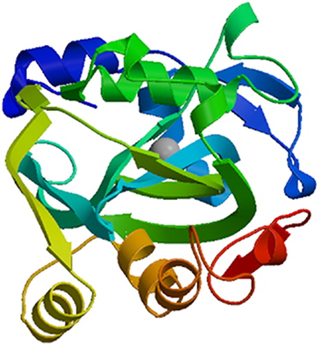 Figure 2. Three-dimensional structure prediction of the SbIDI protein.