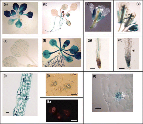 Figure 1 Localization of promoter-GUS gene fusions in transgenic A. thaliana plants. (a) Seedling representative of PHT4;1-GUS and PHT4;4-GUS plants. (b) PHT4;2-GUS seedling. (c) Flower representative of PHT4;1-GUS, PHT4;4-GUS and PHT4;5-GUS plants. (d) PHT4;6-GUS flower. (e) Leaf and cotyledon representative of PHT4;3-GUS and PHT4;5-GUS plants showing vascular-specific GUS activity. (f) PHT4;6-GUS seedling. (g) Root of PHT4;1-GUS seedling. (h) Root of PHT4;3-GUS seedling. (i) Transverse leaf section representative of PHT4;1-GUS and PHT4;4-GUS plants. (j) Leaf epidermal peel representative of PHT4;1-GUS and PHT4;4-GUS plants. (k) Chlorophyll autofluorescence in epidermal peel shown in (j). (l) Transverse leaf section representative of PHT4;3-GUS and PHT4;5-GUS plants showing GUS activity in phloem. Bars in (g, h) = 100 µm; bars in (i-l) = 20 µm.
