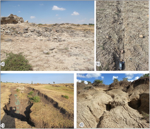 Figure 6. (a) Sheet erosion, (b) Rill erosion, (c) Gully erosion, (d) Badlands.