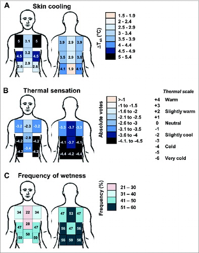 Figure 3. Body maps showing the regional distribution of (A) local skin cooling (°C) caused by the application (10 s) of a cold-dry stimulus previously shown to induce a perception of wetness (i.e. 15°C lower than local skin temperature), (B) absolute mean votes for resulting thermal sensation, (C) and frequency (%) of wetness perception. Regions showing greater skin cooling, colder sensations and more frequent wetness perceptions are represented in darker colors. The rating scale used by the participants to score their absolute thermal is reported next to the respective body map. Two main tendencies are shown. First, the regional differences in thermal and wetness sensation present a similar pattern across the torso (e.g., as opposed to the chest, the lateral and lower back appears more sensitive to cold and wetness). Second, these sensory patterns seem independent from the regional variations in skin cooling (i.e., regions which show greater skin cooling, such as the lateral chest, are not necessarily the ones in which the stimulus was perceived as colder and more often wet). © [The American Physiological Society]. Permission to reuse must be obtained from the rightsholder.Citation62