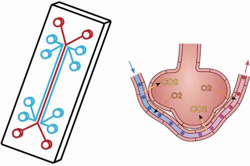 Figure 3. Organ-on-a-chip technology being used to simulate the function of alveoli within the lungs – a particularly potent example given the respiratory issues that were faced during the covid-19 pandemic.