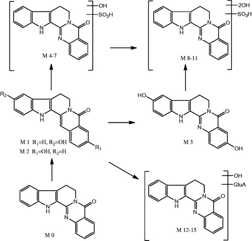 Figure 4. Proposed major metabolic pathways of rutecarpine in rats.