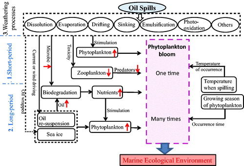 Figure 9 The concept model showing both short and long period impact of oil spills on marina ecological environment. Solid black arrows indicate relations between the two sides, and dashed black arrows suggest the potential relations.