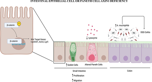 Figure 1. Intestinal epithelial Axin1 protection against colitis via gut microbiota alterations.