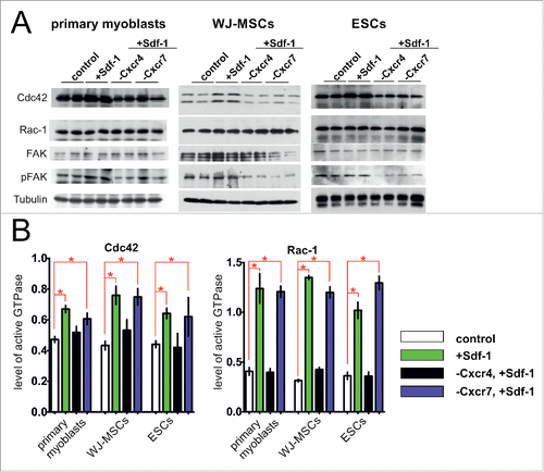 Figure 4. Sdf-1 impact at FAK, Rac-1 and Cdc42 level and activation in vitro cultured primary myoblasts, WJ-MSCs, and ESCs. (A) Western blotting of Cxcr4, Cxcr7, FAK, phosphorylated FAK (pFAK), Rac-1, Cdc42, and tubulin. (B) The activity of Rac-1 and Cdc42 in primary myoblasts, WJ-MSCs and ESCs. Obtained data is presented as mean ± standard deviation. Student's non-paired t-test was used for statistical analyses. Asterisk marks significant differences (P < 0.05).