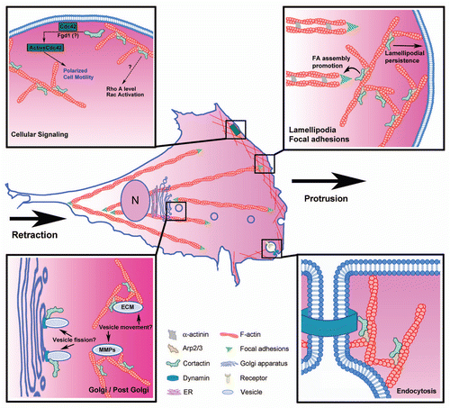 Figure 1 Regulation of cellular motility by branched actin and cortactin. Cell motility requires coordination of several processes, including protrusion of the leading edge lamellipodium, adhesion, contraction of actin bundles, and retraction of the rear of the cell. Depicted in the zoomed panels are mechanisms by which cortactin may regulate motility, including: promoting lamellipodial persistence, focal adhesion assembly, cellular signaling and secretion of autocrine factors