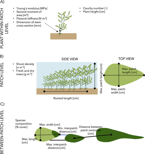 Figure 1. Overview of the measurements carried out on different aquatic macrophyte species at three different levels of organization (individual plant within patch, patch and between-patch). At level C, the different colours represent different species. The macrophyte illustration is by Dieter Tracey, Marine Botany UQ, and was sourced from the Integration and Application Network (ian.umces.edu/media-library, CC BY-SA 4.0).