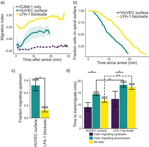 Figure 2. (a) Plot of migration index over time. Upstream migration is indicated by a negative migration index, downstream migration by positive values, and random migration by values near zero. Blockade of LFA-1 prevents upstream migration on TNFα stimulated HUVECS, while cells with unblocked LFA-1 initially migrate upstream before reverting to downstream migration. ICAM-1-only recombinant protein surface data is provided for comparison. Data presented is mean ± SEM, n = 4 independent experiments. (b) Plot showing the remaining fraction of tracked cells at each time point. Cells on HUVEC monolayers were tracked from initial migration to transmigration or the end of the experiment, whichever is sooner. (c) Comparison of fraction of cells which migrated upstream on HUVEC monolayers with or without LFA-1 blockade. Data presented is mean ± SEM, n = 4 independent experiments. (d) Comparison of the time from arrest to transmigration on HUVEC monolayers with or without LFA-1 blockade. Data presented is mean ± SEM, n = 4 independent experiments. * p < 0.05, ** p < 0.005.