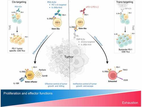 Figure 1. Mechanism of action of PD-1 cis-targeted PD1-IL2v as opposed to the combination of anti-PD-1 with FAP-IL2v. PD1-IL2v acts by differentiating stem-like CD8+ T cells into better T effector cells whereas PD-1/PD-L1 checkpoint inhibition combined with IL-2Rβγ biased FAP-IL2v does not expand better effector T cells, but via a transitory stage rather result in the accumulation of terminally differentiated, exhausted T cells. Created with BioRender.Com.