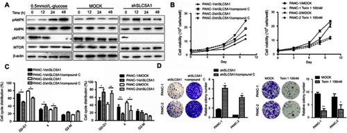 Figure 5 SLC5A1-regulated cancer cell growth is dependent on AMPK/mTOR signaling. (A) Immunoblotting analysis of phosphorylated-AMPK and mTOR with cell lysates from Panc-2 with or without SLC5A1 blockade and cultured with 0.5 mmol/L-glucose. Protein expression of phosphorylated-AMPK was increased while phosphorylated-MTOR was decreased in SLC5A1 blockade cells. (B) Pretreatment with compound C (1 μM) recovered the viability of SLC5A1 knockdown pancreatic cancer cells. (C) Compound C diminished the prolonged G0/G1 arrest induced in SLC5A1 knockdown Panc-1 and Panc-2 cells. (D) Compound C recovered the clonogenic survival in SLC5A1 knockdown Panc-1 and Panc-2 cells. *P<0.05.