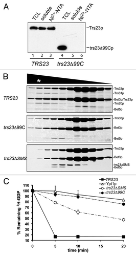 Figure 2. Assembly and function of recombinant TRAPP containing the trs23Δ99C and trs23ΔSMS proteins. (A) Bacterial cells expressing wild-type TRAPP I proteins (with His-tagged Bet3p and Trs33p) and Trs23p (lanes 1–3) or trs23Δ99C (lanes 4–6) were probed for Trs23 using anti-Trs23p antiserum either in the total cell lysate (TCL; lanes 1 and 4), the soluble fraction (lanes 2 and 5) or in the eluate following a Ni2+-NTA agarose purification (lanes 3 and 6). (B) Bacterial cells expressing wild-type TRAPP I proteins (where Bet3p is His-tagged) and Trs23p, trs23Δ99C or trs23ΔSMS as indicated, were first purified with Ni2+-NTA agarose and then the eluates were fractionated by size exclusion chromatography on a Superdex 200 column. Fractions from the column were then analyzed by SDS-PAGE and the gel was silver stained. The positions of the TRAPP proteins are indicated to the side of each panel and the position on the column of fully-assembled recombinant TRAPP I is indicated by an asterisk (*). (C) Lysates from the bacterial cells in (B) were assayed for Ypt1p GEF activity as described in Experimental Procedures [wild-type (■); trs23Δ99C (●); trs23ΔSMS (○)]. The intrinsic ability of Ypt1p to release nucleotide is also shown (Δ). Assays represent three replicates and error bars represent ± SEM.