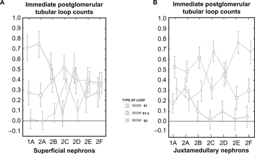 Graph I. Quantitative segmental evaluation of the immediate postglomerular fraction of the proximal convoluted tubule in freeze-substituted tissue from the renal cortex.Notes: 1A) Among the superficial nephrons from normal kidneys (Group 1A) the number of S1-like cells far exceeds that of the S1-2 like cells, which are themselves significantly more frequent than the S2-like cells. Moderate salt depletion or salt loading over a period of 1 month (Groups 2A and 2B) does not change the distribution significantly. However, a heavy salt loading of short duration (1 hour) (Group 2C) significantly reverses the frequencies of the S1, S1-2 and S2-like cells such that the presence of the S1-like structured cells falls far below the number of S1-2-like and S2-like cells in this part of the tubule. After a temporary, yet significant reversal of the structural changes in the S1- and S2-like structures some 48 hours later, the presence of both S1-, S1-2 and S2-like cells becomes nearly identical (see Groups 2D, E and F) 2 days, 2 weeks or 4 weeks after the acute intervention of the heavy salt loading. 1B) In the juxtamedullary located nephrons from freeze substituted normal kidneys the presence of both the S1-like, and the S2-like cells of the immediately postglomerular located fraction of the proximal convoluted tubule were lower in number than the S1-2 like cells (Group 1A). No significant changes were found during moderate salt depletion or salt loading(Groups 2A and B). After a heavy salt loading of short duration (Group 2C) the S1-like cells were nearly totally eliminated, and the S2-like cells were increased in number significantly, to subsequently comprise two thirds of the structure in this region. Interestingly, even 4 weeks later the Control Group (F) did not show any change in this distribution.