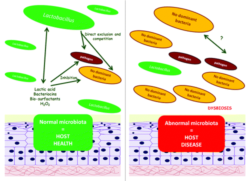 Figure 4. Beneficial effect of lactobacilli on the vaginal ecosystem. Lactobacilli protect the host epithelium as a result of two main mechanisms: (1) exclusion, driven by the competition to epithelial cell receptors and (2) inhibition of growth, due to generation of antimicrobial compounds. When the vaginal microbiota is dominated by lactobacilli a health status is found in this ecosystem; alternatively, when no dominant species predominates in the vaginal ecosystem this dysbiosis normally leads to a disease state.