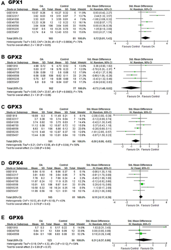 Figure 6 The results of microarray-based meta-analysis. (A) Forest plot of GPX1 expression between OA group and control group. (B) Forest plot of GPX2 expression between OA group and control group. (C) Forest plot of GPX3 expression between OA group and control group. (D) Forest plot of GPX4 expression between OA group and control group. (E) Forest plot of GPX6 expression between OA group and control group.