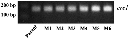 Fig. 5. Expression of cre1 analyzed by RT-PCR.
