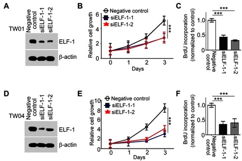 Figure 2 Inhibition of endogenous ELF-1 decreased NPC cell growth. (A and D) Endogenous of ELF-1 protein expression was determined using an anti-ELF-1 antibody Western blotting. (B and E) Cell growth of siELF-1 NPC transfectants and the negative control were assessed using by MTT assay. (C and F) The BrdU incorporation assay was performed to determine the proliferation of siELF-1 transfectants and the negative control. The results are expressed as the mean±SD of triplicate wells in three independent experiments. ***p<0.001.Abbreviations: BrdU, bromodeoxyuridine; MTT, 3-(4,5-Dimethylthiazol-2-yl)-2,5-diphenyltetrazolium bromide; NPC, nasopharyngeal carcinoma; SD, standard deviation.