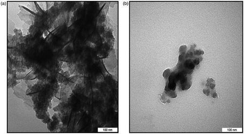 Figure 4. TEM images of composite carbon nanoparticles/Iron oxide nanoparticles for concentration doped of (a) 43% iron oxide nanoparticles and (b) 47% iron oxide nanoparticles.