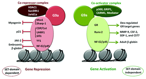 Figure 2. Transcriptional repression and activation by G9a. G9a recruitment by transcription factors and association with distinct co-factor complexes leads to opposing outcomes on gene expression. Transcriptional repression of genes such as myogenin, p21, JAK2 and embryonic β-globin is dependent on G9a methyltransferase activity (SET domain). On the other hand, G9a recruitment by GR, Runx2 and NF-E2/p45 leads to activation of target genes in a SET-domain independent manner. This occurs through association of G9a with co-activators such as p300 and CARM1, as well as the Mediator complex.