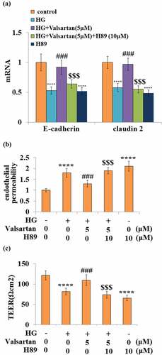 Figure 8. Blockage of CREB abolished the protective effects of Valsartan against HG-induced endothelial permeability and tight junction expression. Cells were treated with HG in the presence of Valsartan (5 μM) or H89 (10 μM) for 24 hours. (a). mRNA of E-cadherin and claudin 2; (b). Endothelial permeability; (B). The trans-endothelial electrical resistance (TEER) (****, P < 0.001 vs. control, ###, P < 0.005 vs. OGD/R; $$$, P < 0.005 vs. OGD/R+ Valsartan, N = 5)