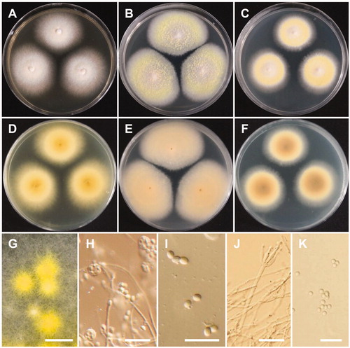 Figure 6. Morphology of Talaromyces liani. (A,D) Colonies on yeast extract sucrose agar (YES); (B,E) Colonies on Blakeslee’s malt extract agar (MEA); (C,F) Colonies on Czapek yeast autolysate agar (CYA); (A–C: obverse view, D–F: reverse view); (G) Ascomata on MEA; (H) Asci and ascopsores; (I) Ascopsores; (J) Conidiophore; (K) Conidia (Scale bars: G = 100 μm, H–K = 20 μm).
