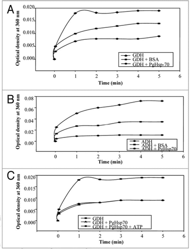 Figure 5 Thermally induced aggregation of model proteins such as glutamate dehydrogenase/or alcohol dehydrogenase with/without PgHsp70 at 50°C was Light scatter assayed by incubating the reaction mixture (1 ml) containing 20 mM Tris buffer (pH 8.0), 100 mM sodium chloride, 0.2 mg ml−1 glutamate dehydrogenase/or alcohol dehydrogenase and 0.2 mg ml−1 of the recombinant heat shock protein PgHsp70 (with or without ATP 5 mM) or BSA (0.2 mg ml−1) aggregation was monitored by the measuring the O.D. at 360 nm. (A) Light scatter assay was done using substrate protein GDH to assess the chaperone activity of PgHsp70 in the presence and absence of BSA (B) Light scatter assay was done using substrate protein ADH to assess the chaperone activity of PgHsp70 in the presence and absence of BSA. (C) Light scatter assay was done using substrate protein GDH to assess the chaperone activity of PgHsp70 in the presence and absence of ATP. The error bars have not been added in this figure because the SD in all the cases was less than 10%.