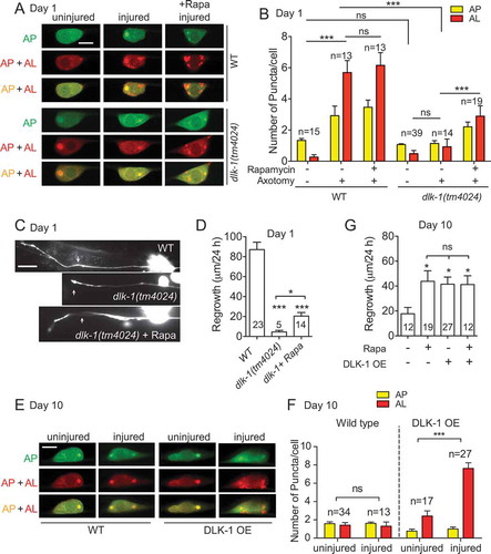 Figure 6. Injury-induced autophagy activation is DLK-1-dependent. (A-B) Representative images and quantification of APs and ALs in PLM cell bodies in day 1 wildtype and dlk-1 mutant animals expressing Pmec-4-mCherry::GFP::LGG-1 with indicated treatments. Injury-induced autophagy activation was abolished in the absence of DLK-1. The autophagy induction defect in dlk-1 mutant was rescued by rapamycin treatment. Scale bar: 5 µm. (C-D) Representative images and quantification of axon regrowth in day 1 wildtype and dlk-1 mutant animals with muIs32 reporter. PLM axon regrowth was completely blocked in dlk-1 mutants and rapamycin treatment was able to rescue the regrowth defect in dlk-1 mutants partially. Scale bar: 20 µm. (E-F) Representative images and quantification of APs and ALs in PLM cell bodies in day 10 wildtype and transgenic animals with DLK-1 overexpression in touch neurons. DLK-1 overexpression was sufficient to significantly increase the number of ALs in day 10 injured neurons. Scale bar: 5 µm. (G) Quantification of PLM axon regrowth in day 10 animals with indicated treatments. Like rapamycin treatment, DLK-1 overexpression promoted axon regeneration in aged neurons. Statistics: One-way ANOVA; mean ± SEM; *p < 0.05; **p < 0.01; ***p < 0.001. ns, not significant