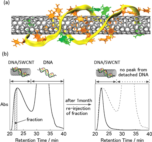 Figure 17. (a) A schematic model of DNA wrapped on SWCNTs. Color coding: orange, thymine; green, adenine; yellow ribbons, backbones. (b) Size exclusion chromatograms of SWCNTs dispersed by dsDNA (left) and the fraction re-injected after 1 month of the separation (right). The chromatograms were measured at 260 nm [Citation55]. Part (a) reprinted by permission from Macmillan Publishers Ltd: X Tu et al 2009 Nature 460 250, copyright 2009.