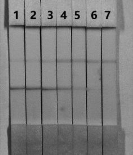 Figure 8. Result of FB1 detection with colloidal gold immunochromatographic strip assay spiked in corn samples (n = 6). 1 = 0 ng/mL, 2 = 0.5 ng/mL, 3 = 1 ng/mL, 4 = 2.5 ng/mL, 5  = 5 ng/mL, 6 = 10 ng/mL, and 7 = 25 ng/mL.