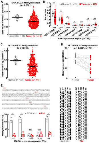 Figure 1 Promoter hypomethylation of MMP11 in bladder cancer. (A) Promoter hypomethylation in MMP11 gene in bladder cancer tissues. (B) Methylation status in each CpG site in MMP11 promoter in bladder cancer. (C) Compared to normal bladder tissues, a significant decrease of methylation was found at −347CpG site (cg22418565) in MMP11 promoter in bladder cancer tissues. (D) Lower methylation level was found at −347CpG site (cg22418565) in MMP11 promoter in bladder cancer tissues compared to their matched normal tissues. (E) Bisulfite sequencing assays showing hypomethylation in MMP11 promoter in bladder cancer cell T24 compared to normal bladder cell SV-HUC-1, in particular at −347CpG, −267CpG, and −66CpG sites. Upper left: MMP11 promoter sequence and CpG sites. Right: representative bisulfite sequencing results. Filled circles indicate methylated CpGs, while empty circles indicate unmethylated CpGs. Student’s t-test was performed in (A, B, C, E) (two tailed, unpaired) and (D) (two tailed, paired). Data represent means±SEM in (A, B, C, E). *P<0.05; **P<0.01; ****P<0.0001; ns, not statistically significant.
