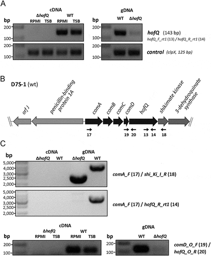 Figure 4. Verification of the ΔhofQ mutant and expression of hofQ from the com locus. (A) Deletion of the hofQ gene from A. actinomycetemcomitans D7S was verified by extracting the genomic DNA and performing PCR with flanking primers. The deletion was further verified at the transcriptional level by extracting RNA and performing reverse transcription -PCR. No hofQ gDNA or cDNA was observed in the A. actinomycetemcomitans ΔhofQ mutant. In addition, in the D7S wild-type strain, hofQ was transcribed at a higher level in minimal (RPMI) medium than in rich (TSB) culture medium. The control gene clpX was expressed and transcribed at the same level in both strains and culture conditions. (B) Genetic organization of the com locus in A. actinomycetemcomitans D7S. DNA in the com locus is marked with dark arrows, and additional ORFs outside the com locus are noted with gray arrows. Small black arrows indicate the locations of the primers (numbered) used for operon characterization. (C) Neither the gene locus from comA to shiKi nor that from comA to hofQ was detected as a single transcription unit, even in wild-type D7S, indicating that these genes are organized in different operons. However, the comD and hofQ genes were co-transcribed in wild-type D7S but were absent in the ΔhofQ strain. In wild-type A. actinomycetemcomitans, the comD-hofQ operon was transcribed more in minimal culture medium (RPMI) than in rich culture medium. Primers used for operon characterization are indicated by their names and numbers (listed in Table 4) next to each panel.