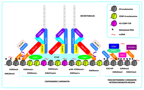 Figure 1. Schematic representation of centromeric and pericentromeric chromatin and the formation of an epigenetic complex that further shapes the kinetochore. Centromeric chromatin is shaped mainly by the presence of rigid CENP-A nucleosomes, interspersed H3-CENP-T/W complex and interspersed histone H3 nucleosomes, that present the repressive marks, H3K9me2/me3 and H3K27me1/3 (“♦” indicates marks only found in plants species and “★” indicates marks reported in more than one species), active marks scattered throughout the region, H3k4me2 and acH4, and ncRNAs that form the foundation. This foundation then recruits the CCAN that will further link the other complexes that recruit the microtubules needed for chromosome segregation. In mammals, many of the CENP proteins that form the inner centromere are recruited by DNA interactions and histone mark-dependent proteins because there is evidence that Mis12C depends on HP1 for its incorporation into the kinetochore. Aurora-B/INCENP is recruited from methylated pericentromeric chromatin in order for Mis12C to interact with NDC80C (represented by the brown arrow). Aurora-B/INCENP dimer is removed from the kinetochore by phosphorylation of H3S10 Pericentromeric chromatin is mainly constitutive heterochromatin composed of repetitive satellite DNA that is heavily methylated and enriched with repressive marks, principally H3K9me3 and scattered H3K27me3, dependent on SUV39H1 and EZH1, which serve to recruit HP1, HDAC, and DNMT. Pericentromeric chromatin is further stabilized and regulated by ncRNAs generated from these satellites regions