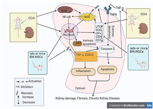 Figure 12. A schematic representation of how BM-MSCs reduce oxidative stress, inflammation, and apoptosis to stop CCl4-induced kidney damage.