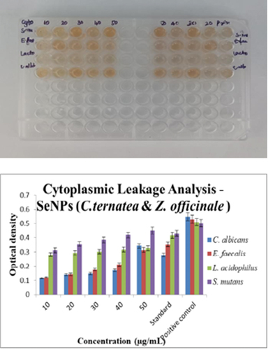 Figure 11. Cytoplasm leakage assay of SeNPs (Clitoria ternatea + Zingiber officinale).