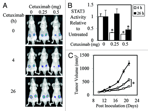 Figure 1. Efficacy of Cetuximab correlates to STAT3 transcriptional activity in A431 cells. (A) Representative images of A431 cells stably transfected with a STAT3 luciferase reporter construct (pAPRE-luc) (1 × 106/injection) that were injected subcutaneously into BALB/cnu−/nu− mice. Seven days later mice were treated i.p. with vehicle control or 0.25 and 0.5 mg of cetuximab (as indicated) at 0 h and imaged for STAT3 luciferase activity using an IVIS lumina™ at 4 (■) and 26 h (□) post cetuximab injection. Visualization of luciferase activity was achieved using the IVIS lumina™ by injecting mice i.p. with 150 mg/kg of the luciferase substrate, D-luciferin. (B) Analysis of total photon emissions (STAT3 transcriptional activity) was performed using the IVIS lumina™ Image analysis software and presented relative to control treated tumors over time ± SD (*P < 0.05). (C) A431-APRE cells were injected subcutaneously into both flanks of BALB/cnu−/nu− mice (1 × 106/injection) and treated with PBS (◆), 0.25 mg (○), or 0.5 mg (□) of cetuximab 3 times a week for a total of 5 injections/mouse once tumors had reached a mean tumor volume of 100 mm3. Data are expressed as average tumor volume over time (n = 8/group; ± S.E.; *P < 0.05).