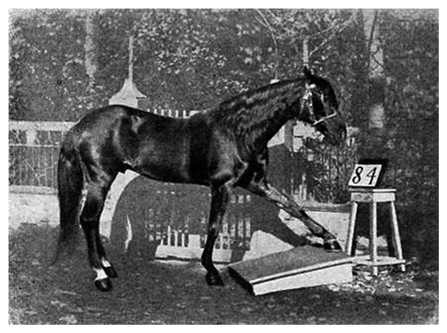 Figure 2. “Clever Hans” in action, tapping with his hoof: 8 – 4 = 4, 8 + 4 = 12, 8 / 4 = 2, and 8 x 4 = 32.